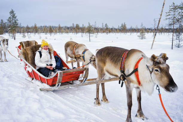 istock Girl on Reindeer sledge in winter Rovaniemi 665893200