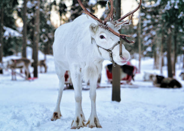 istock White reindeer at farm in winter Lapland Finland 665893218
