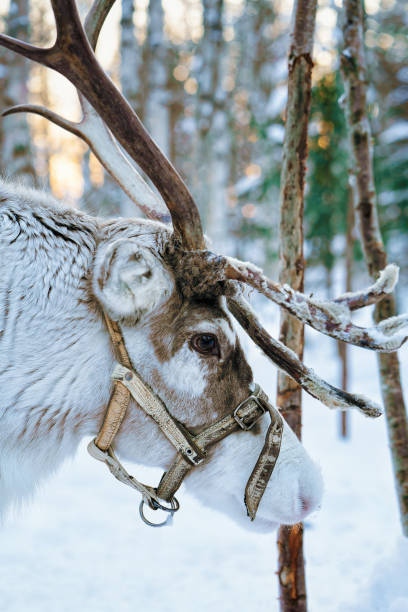 istock Reindeer in winter forest in Lapland Finland 665893238