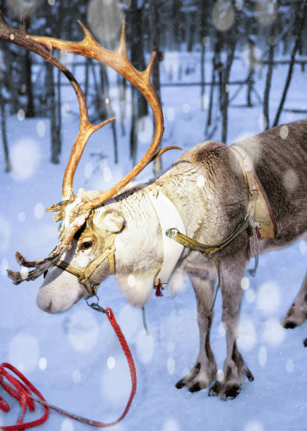 istock Reindeer at farm in Lapland Finland evening snowfall 665893294