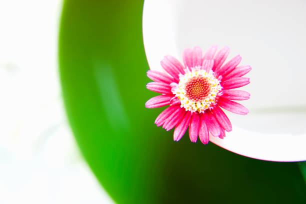 Margaret flowers
