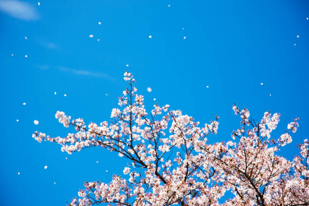 istock Cherry blossoms scattered in the wind 665893524
