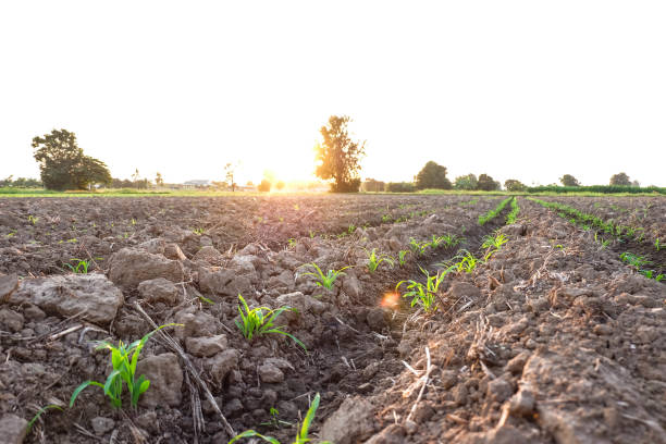 istock Row pattern of plowed field and sprout corn with sunlight in countryside or rural, begin or start up life concept 665893568