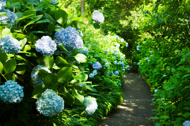istock Flowers of the hydrangea. 665893984
