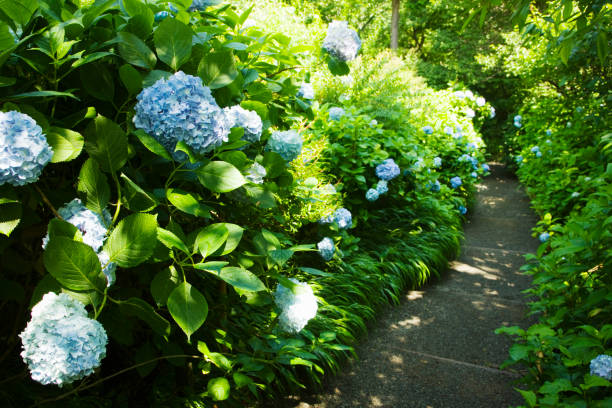 istock Flowers of the hydrangea. 665894004