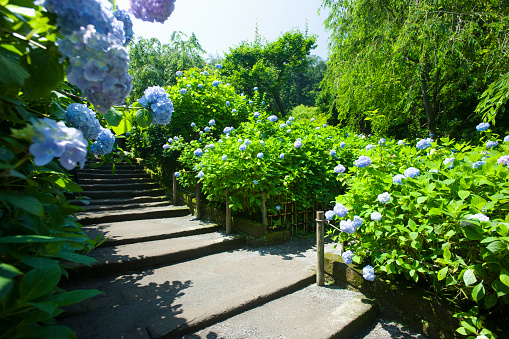 Flowers of the hydrangea.