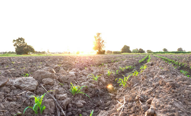 istock Row pattern of plowed field and sprout corn with sunlight in countryside or rural, begin or start up life concept 665894586