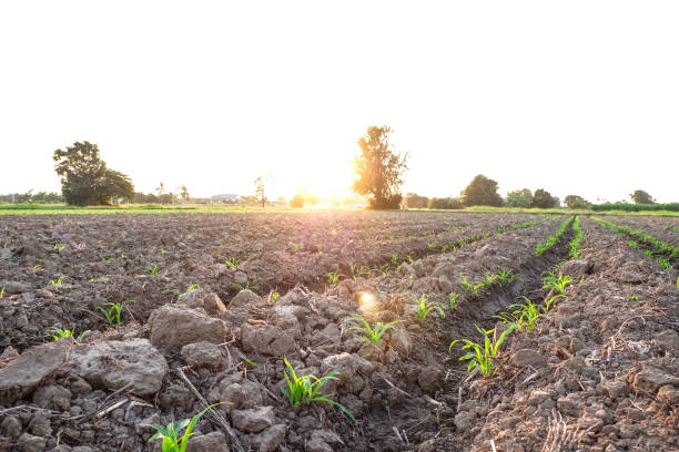 istock Row pattern of plowed field and sprout corn with sunlight in countryside or rural, begin or start up life concept 665894666