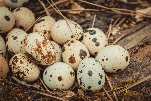 istock Group of quail eggs on green moss in forest. 665895118