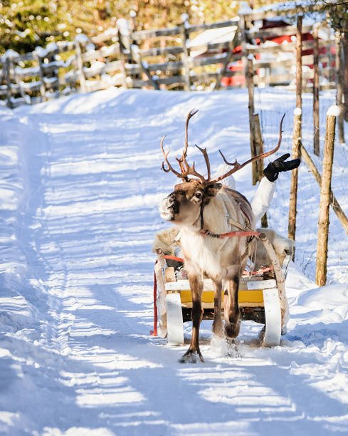 istock Woman while reindeer sledding ride in winter Rovaniemi 665895476