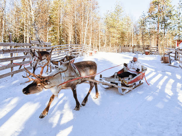 istock Girl while reindeer sledge ride at winter Rovaniemi 665895502