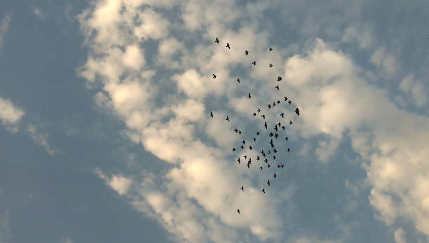 istock Birds flying in the Blue sky 665900026