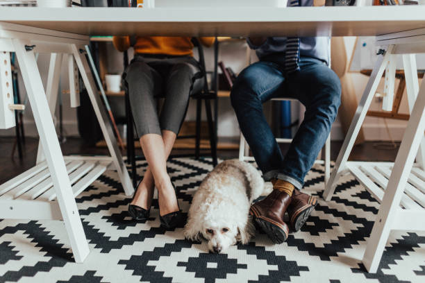 istock The dog doesn't want to be separated from its owners 665900064