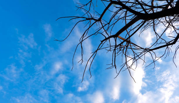 istock Tree branches silhouette with blue cloundy sky in sunshine day, content or strong concept 665906342