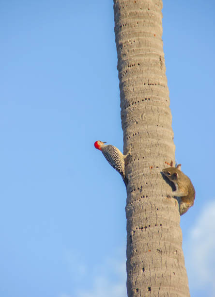 istock Woodpecker and squirrel on a palm tree 665913614
