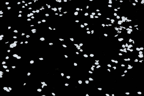 many apricot blossom petals isolated on black background.