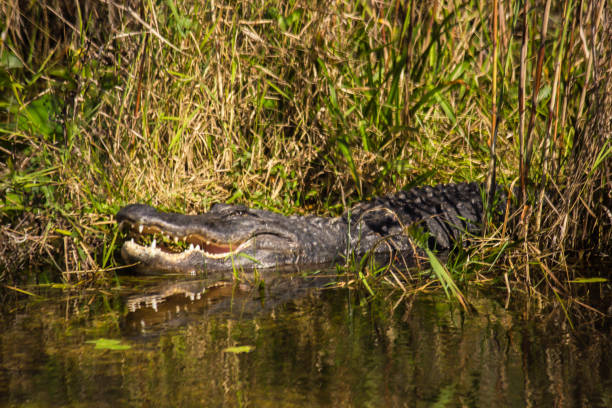 istock Alligator in the water 665913886