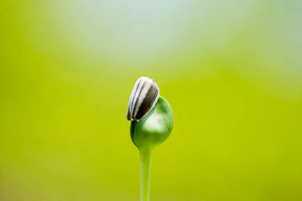 Sunflower seeds with sprouts close up macro shot
