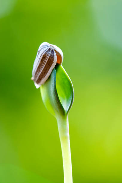 Germination of sunflower