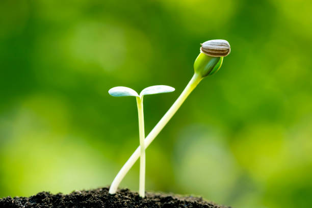 Germination of sunflower