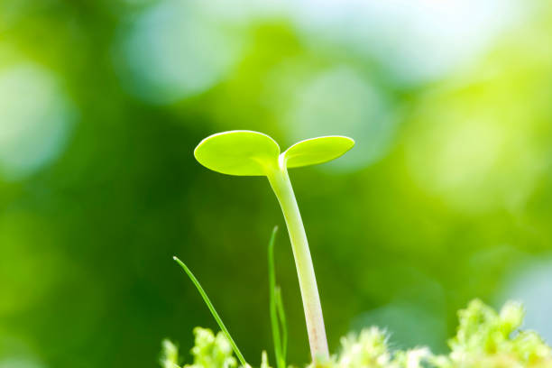 istock Germination of sunflower 665914368