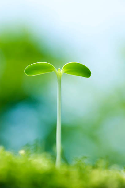 istock Germination of sunflower 665914404