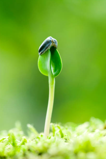 istock Germination of sunflower 665914420