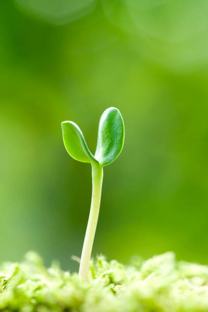 istock Germination of sunflower 665914436