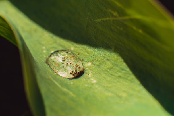 istock Morning dew on green leaf close up screensaver 665916696