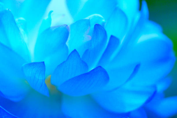 Lotus Lotus white lotus stock pictures, royalty-free photos & images