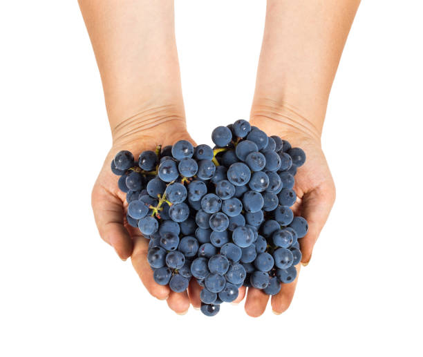 istock Blue grapes in female hands 665921658