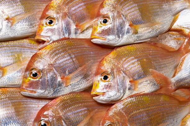 Red sea bream