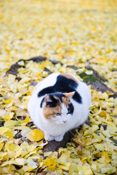 istock Ginkgo biloba leaves and cat 665931172