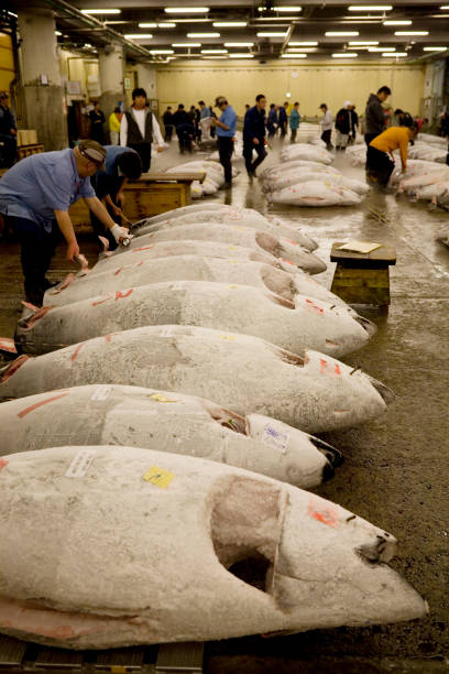 istock Tokyo Central wholesale market 665936446