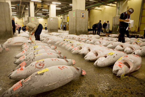 istock Tokyo Central wholesale market 665936456