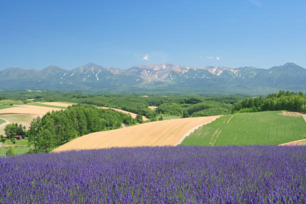 istock Mountains and fields of lavender 665939610