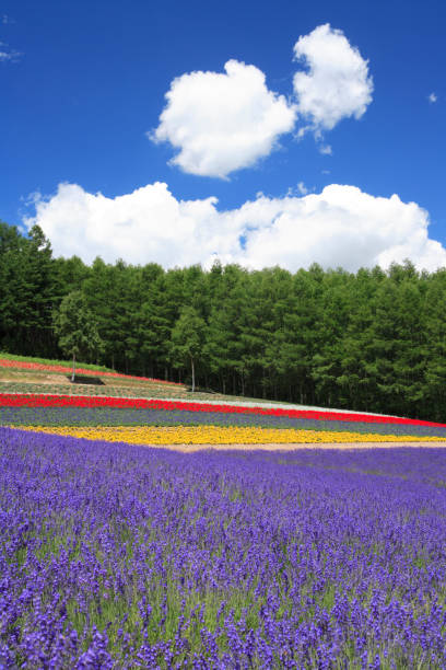 Lavender fields and clouds Lavender fields and clouds furano basin stock pictures, royalty-free photos & images