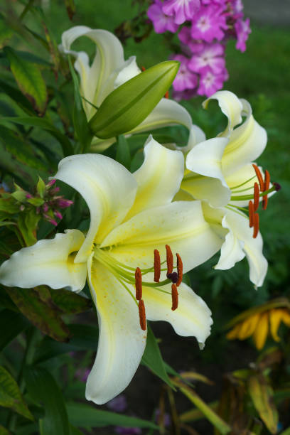 istock closeup Lily flowers in a garden 665940410
