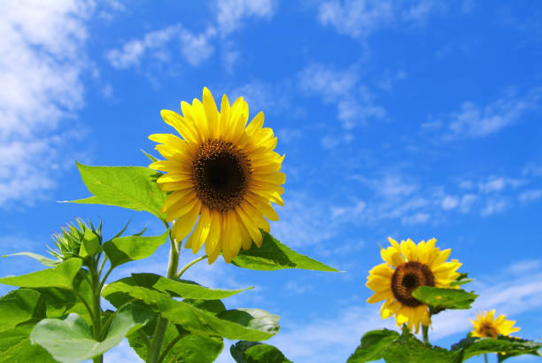 Sunflower Sunflower miyakojima island photos stock pictures, royalty-free photos & images