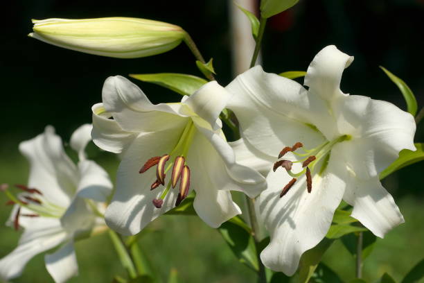 istock closeup Lily flowers in a garden 665945798