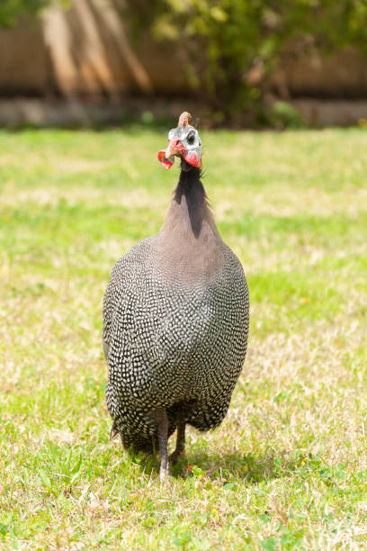 istock guinea hen is walking. Guinea fowl bird. 665950102