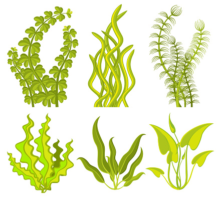 Underwater seaweed vector elements. Sea plant nature isolated on white background illustration
