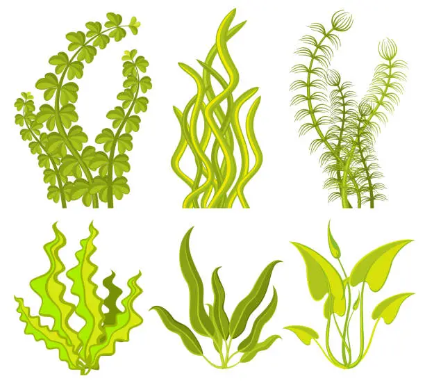 Vector illustration of Underwater seaweed vector elements