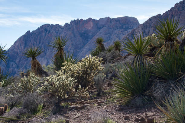 Cactus del desierto de Nevada - foto de stock