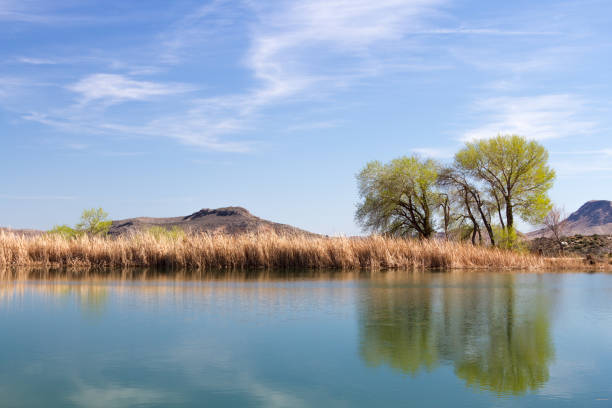 Oasis del desierto - foto de stock