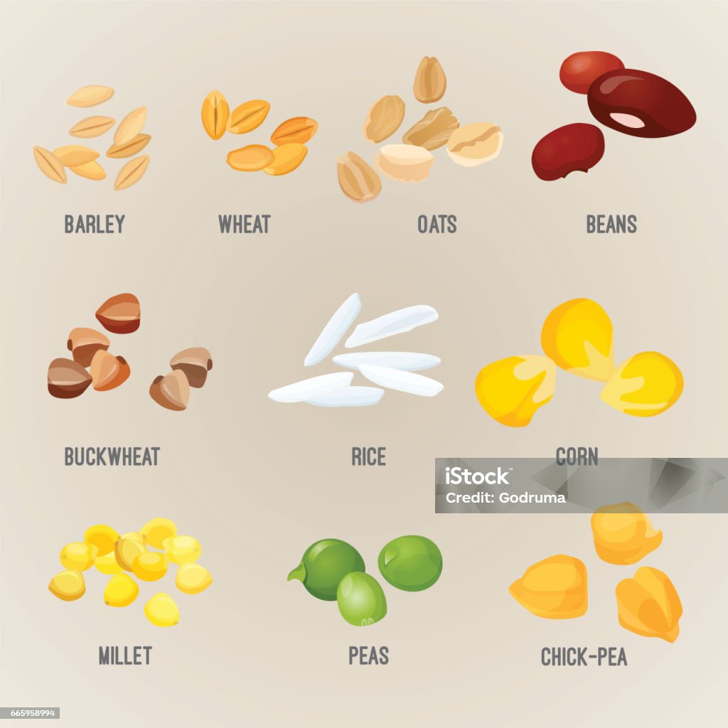 Cereals piles of types colorful flat vector poster Cereal piles of various types with some big grains colorful vector. Illustration of organic barley, healthy wheat, oats with beans, buckwheat in rice, yellow corn and millet, type of pea chick-pea Oats - Food stock vector