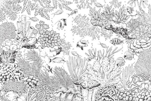 Underwater Landscape with Corals and Fishes Hand drawn underwater natural elements. Sketch of reef corals and swimming fishes.  Monochrome horizontal illustration of sea life. Black and white coloring page. aquatic organism stock illustrations