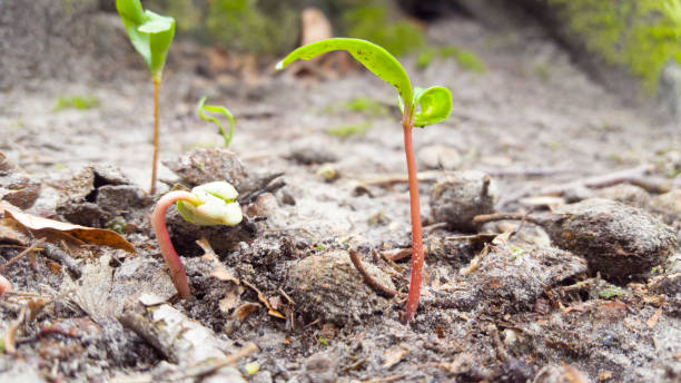 Maple Seedlings 2,700+ Maple Seedling Stock Photos, Pictures & Royalty-Free Images - iStock