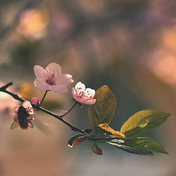 istock Spring flowers. Beautifully blossoming tree branch. Japanese Cherry - Sakura and sun with a natural colored background. 665965464