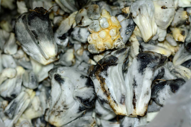 istock Huitlacoche, mexican traditional edible mushroom 665980112